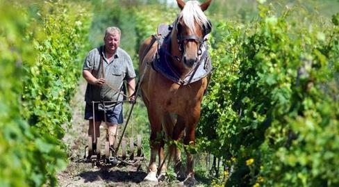 Le cheval pour la vigne