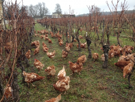 Des poules dans les vignes de Bourgueil Des poules dans les vignes de Bourgueil